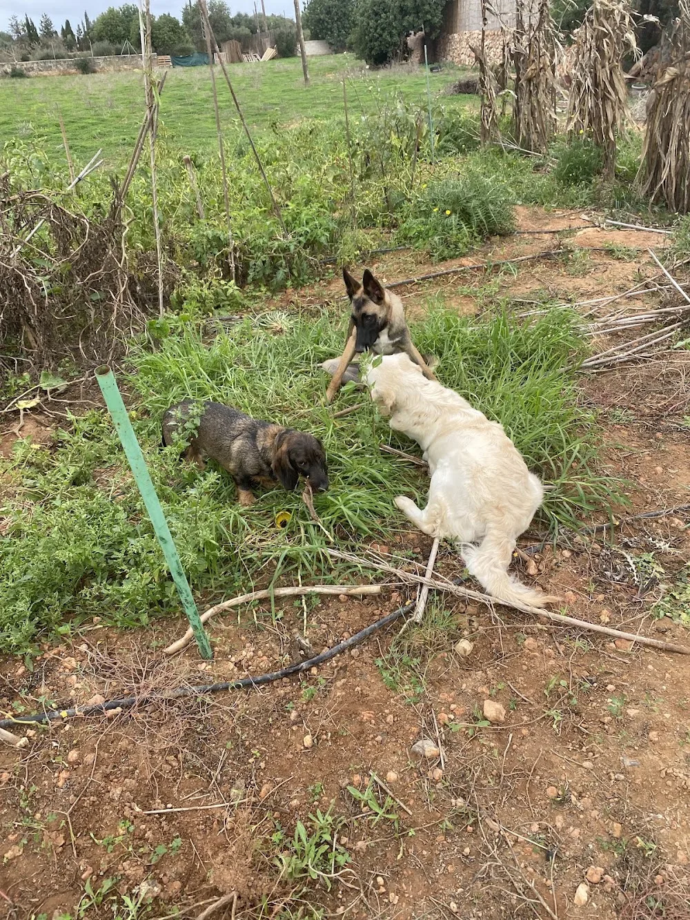 Pawradise Dog Hotel Guarderia Canina - Balearic Islands pet otel görseli 3