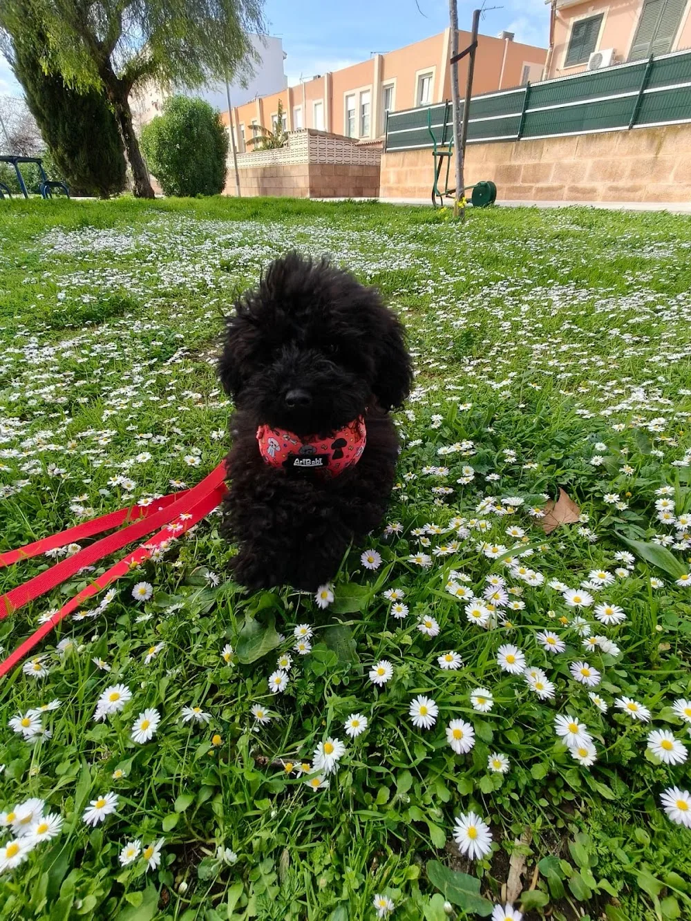 PerrosXpert Guarderia y Adiestramiento Canino - Balearic Islands pet otel