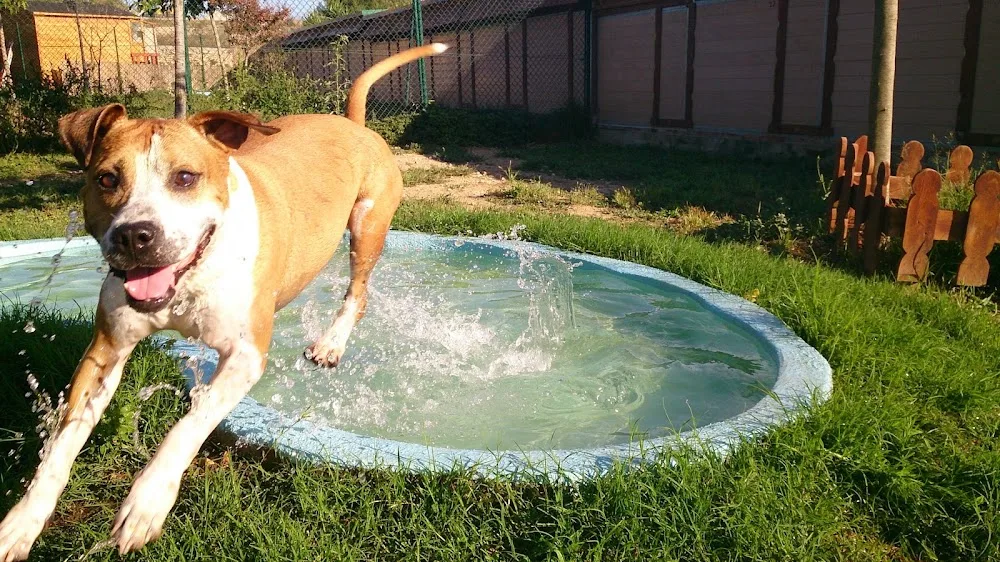 Residència Canina Can Fauna - Balearic Islands pet otel