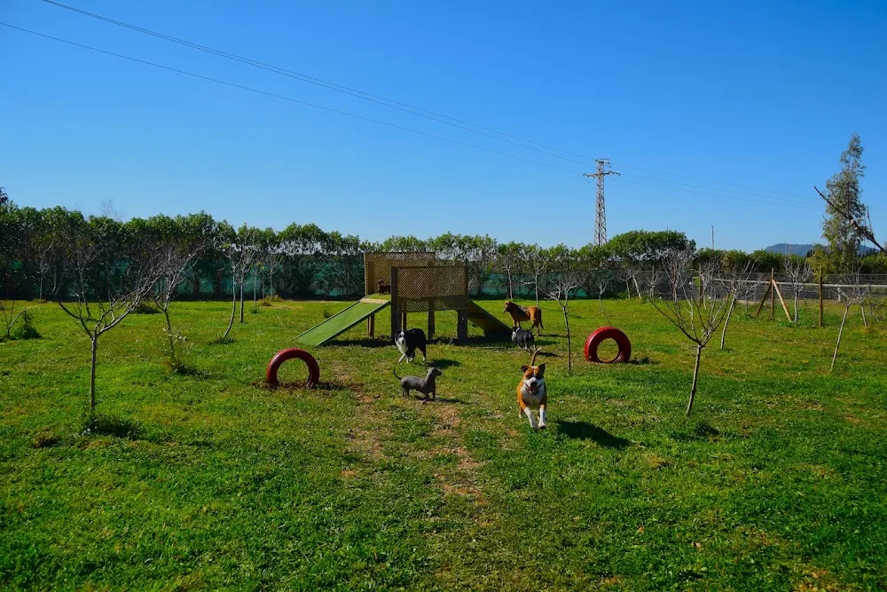 Residencia Canina en Mallorca - Tina Dog Paradise - Balearic Islands pet otel