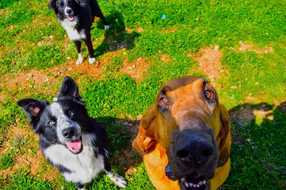 Residencia Canina en Mallorca - Tina Dog Paradise - Balearic Islands pet otel görseli 3