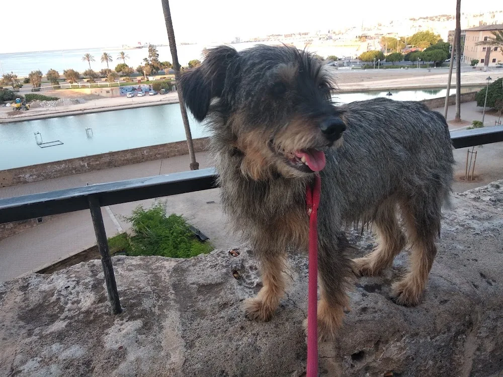 Residència Canina i Felina "Von Falkenau" - Balearic Islands pet otel