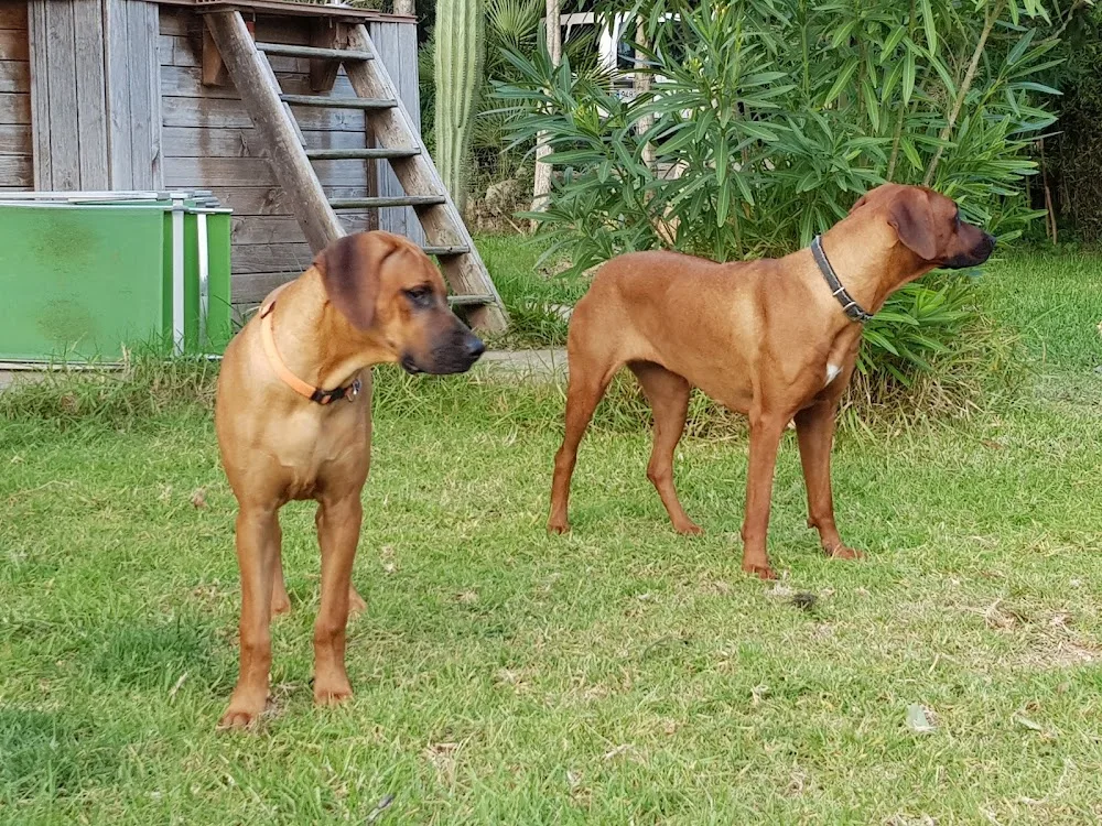 Residència Canina i Felina "Von Falkenau" - Balearic Islands pet otel görseli 3
