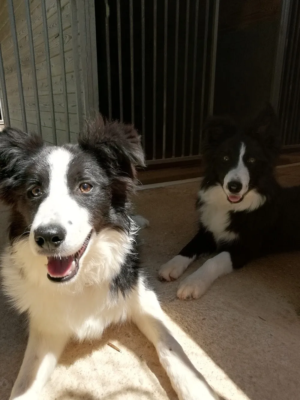 RESIDENCIA CANINA Y FELINA ALAIOR. BOARDING KENNELS & CATTERY ALAIOR. ESCUELA DE ADIESTRAMIENTO CANINO . DOG TRAINING SCHOOL - Balearic Islands pet otel