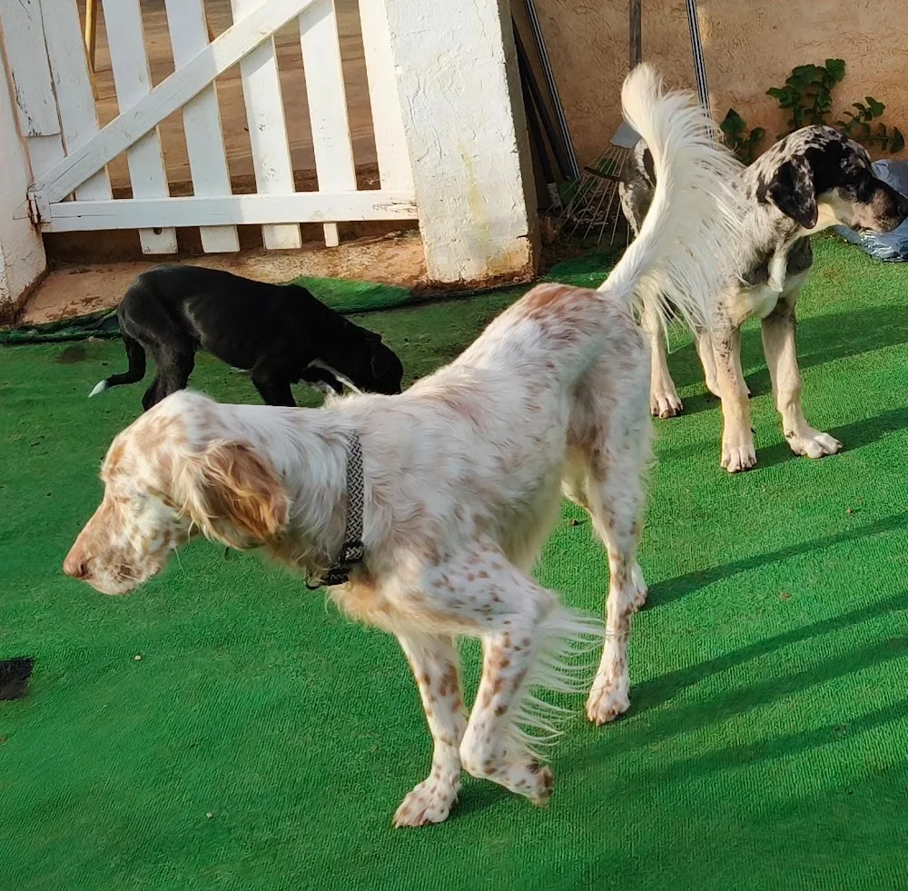 Sa Caseta Guardería Canina - Sin jaulas - Balearic Islands pet otel