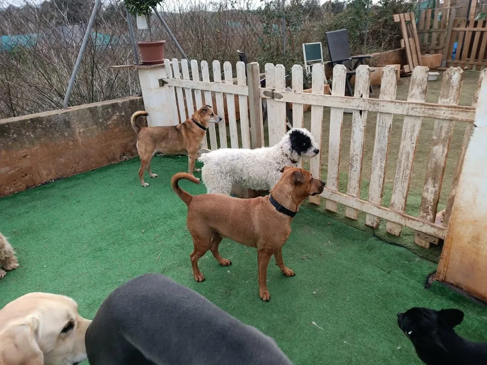 Sa Caseta Guardería Canina - Sin jaulas - Balearic Islands pet otel görseli 3