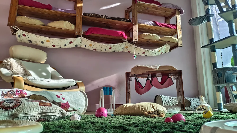 Zarpitas Hotel Hogar Felino - Balearic Islands pet otel