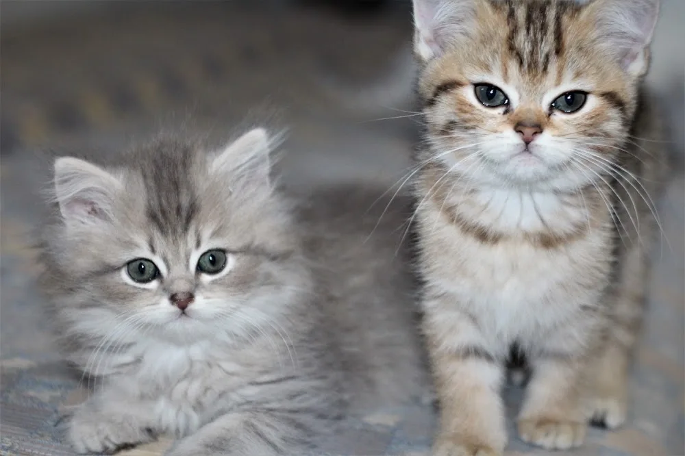 Çitos Farm Garden Cattery - Balıkesir pet otel görseli 2