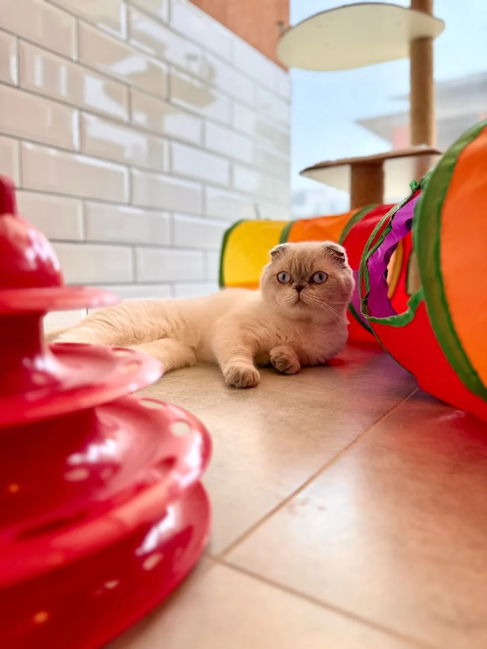 Nora Pet Otel - Balıkesir pet otel görseli 3