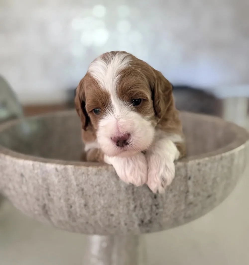 Doodle kennel - Bandhagen pet otel