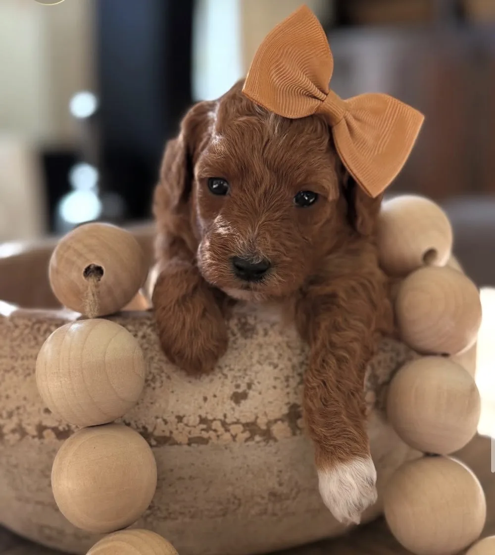 Doodle kennel - Bandhagen pet otel görseli 3