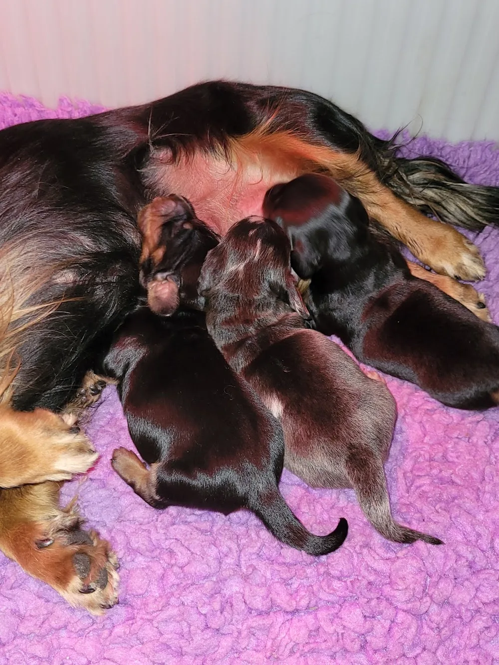 Majroskogens Kennel - Bandhagen pet otel