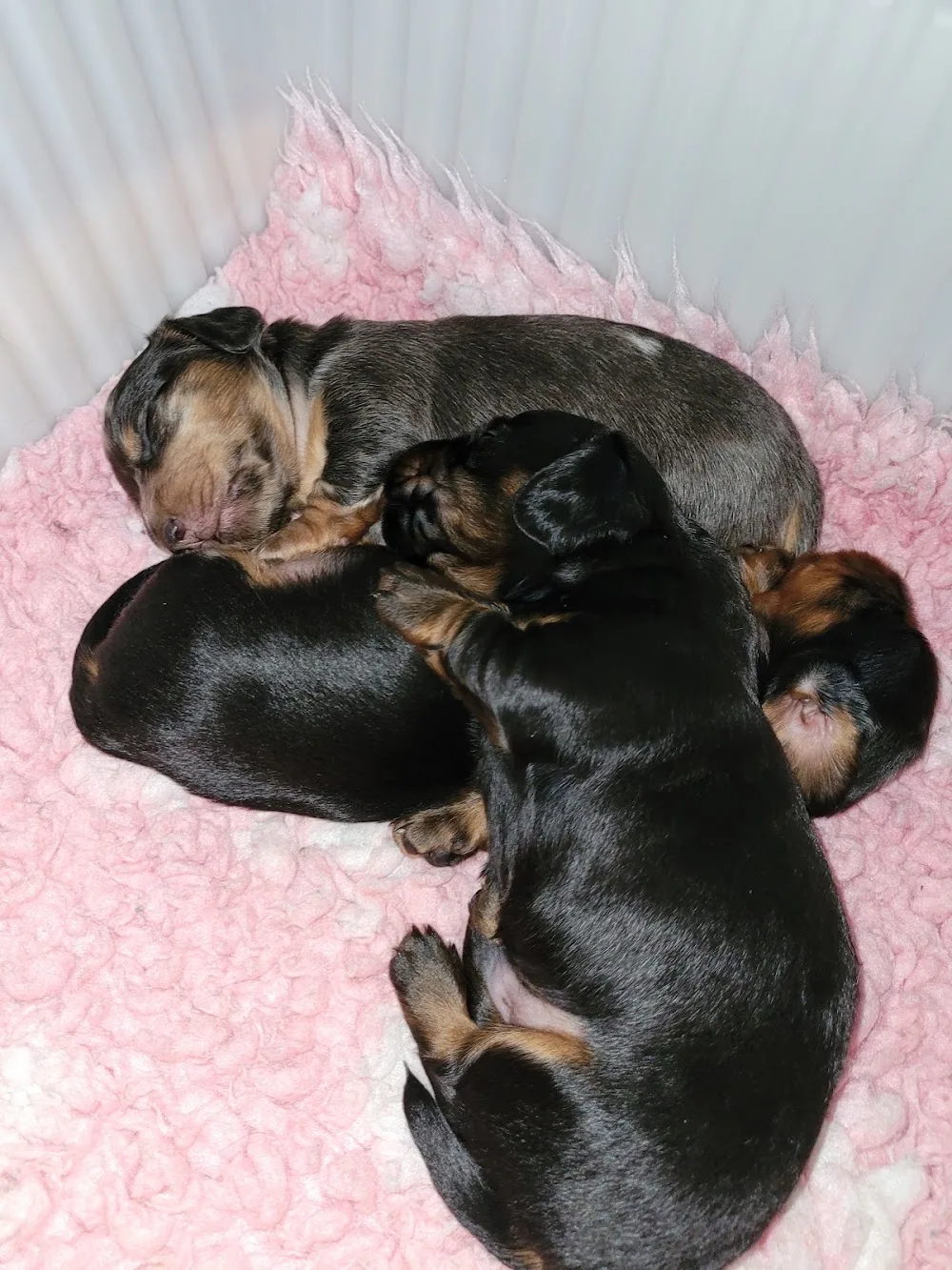 Majroskogens Kennel - Bandhagen pet otel görseli 3