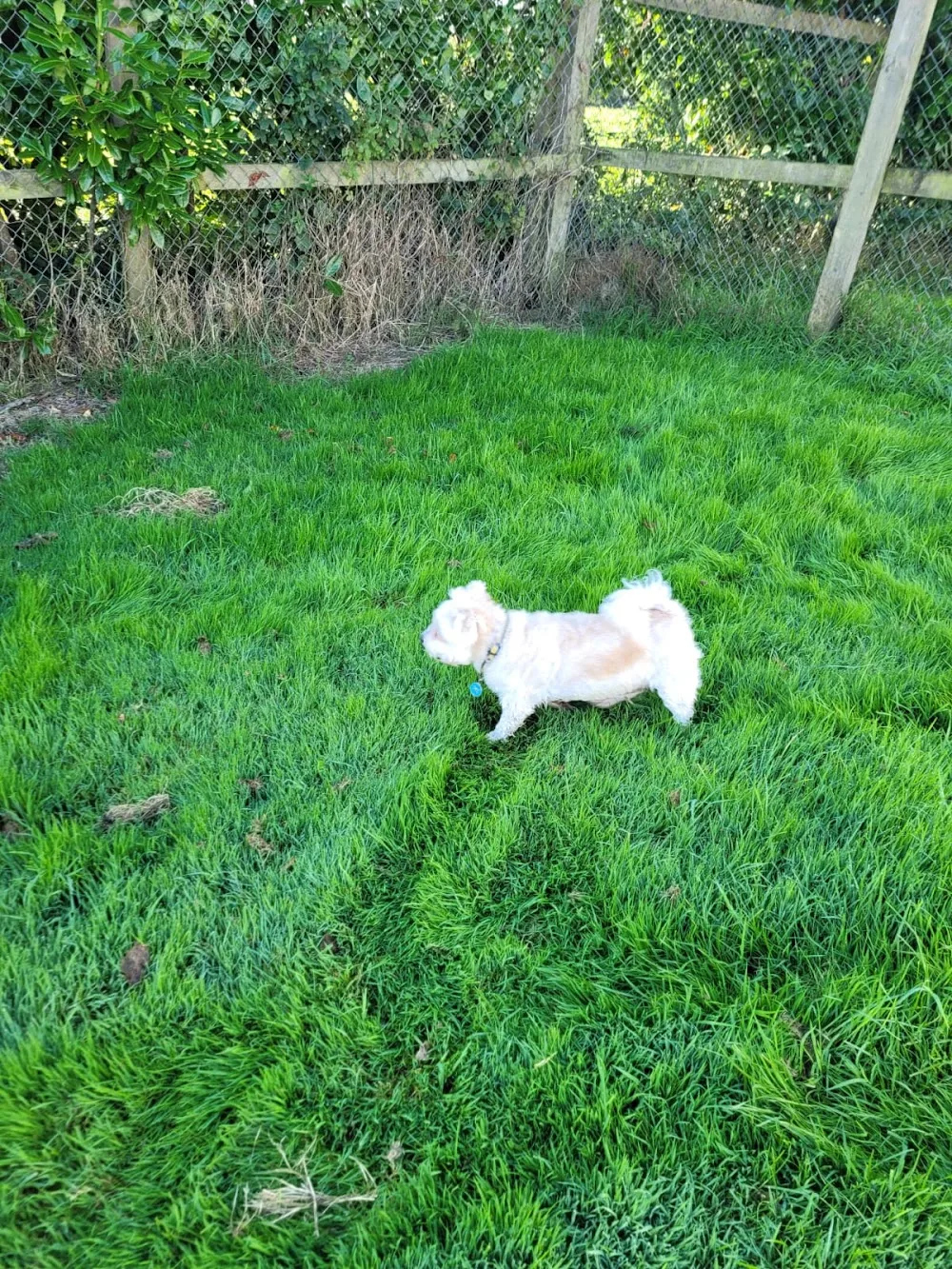 Airport Boarding Kennels - Bandon pet otel