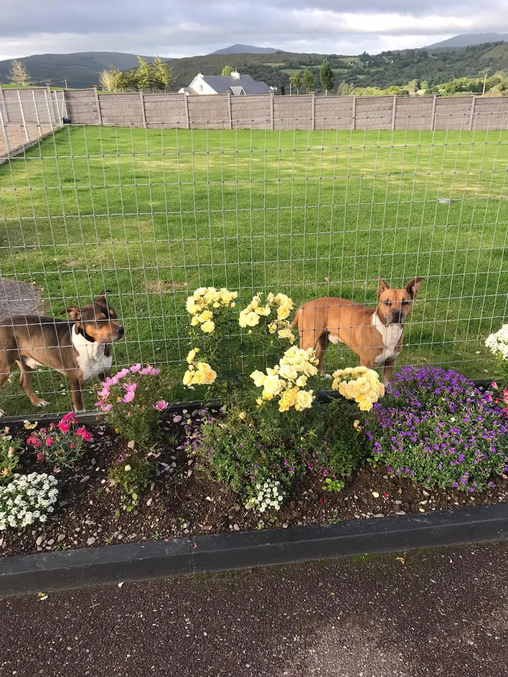 Ballingeary Boarding Kennels & Cattery - Bandon pet otel görseli 7