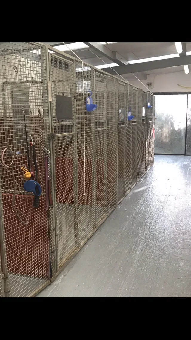 Ballygarvan Kennels & Grooming - Bandon pet otel görseli 7
