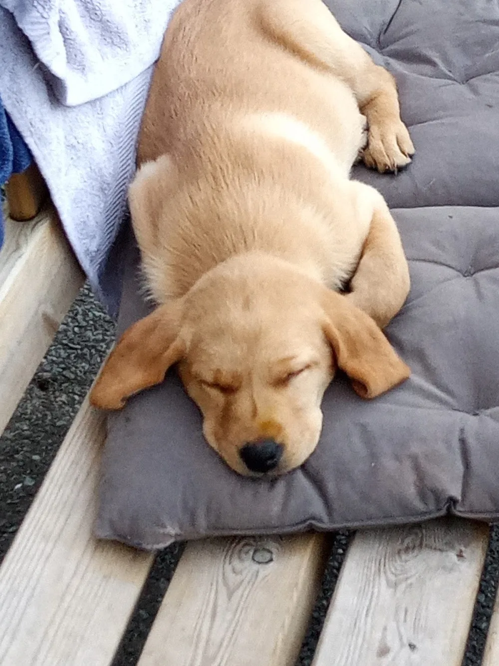Beechgrove Kennels - Bandon pet otel