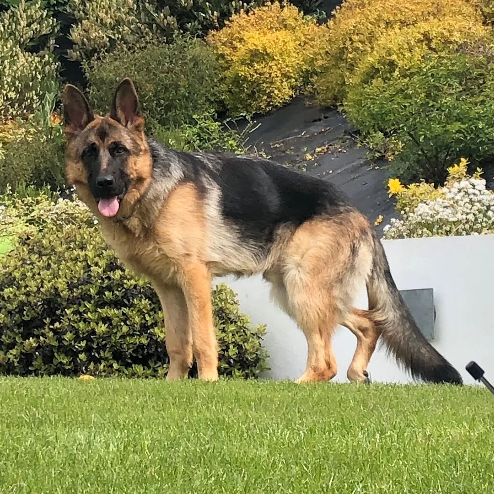 Best Buddies Boarding Kennels - Bandon pet otel görseli 5