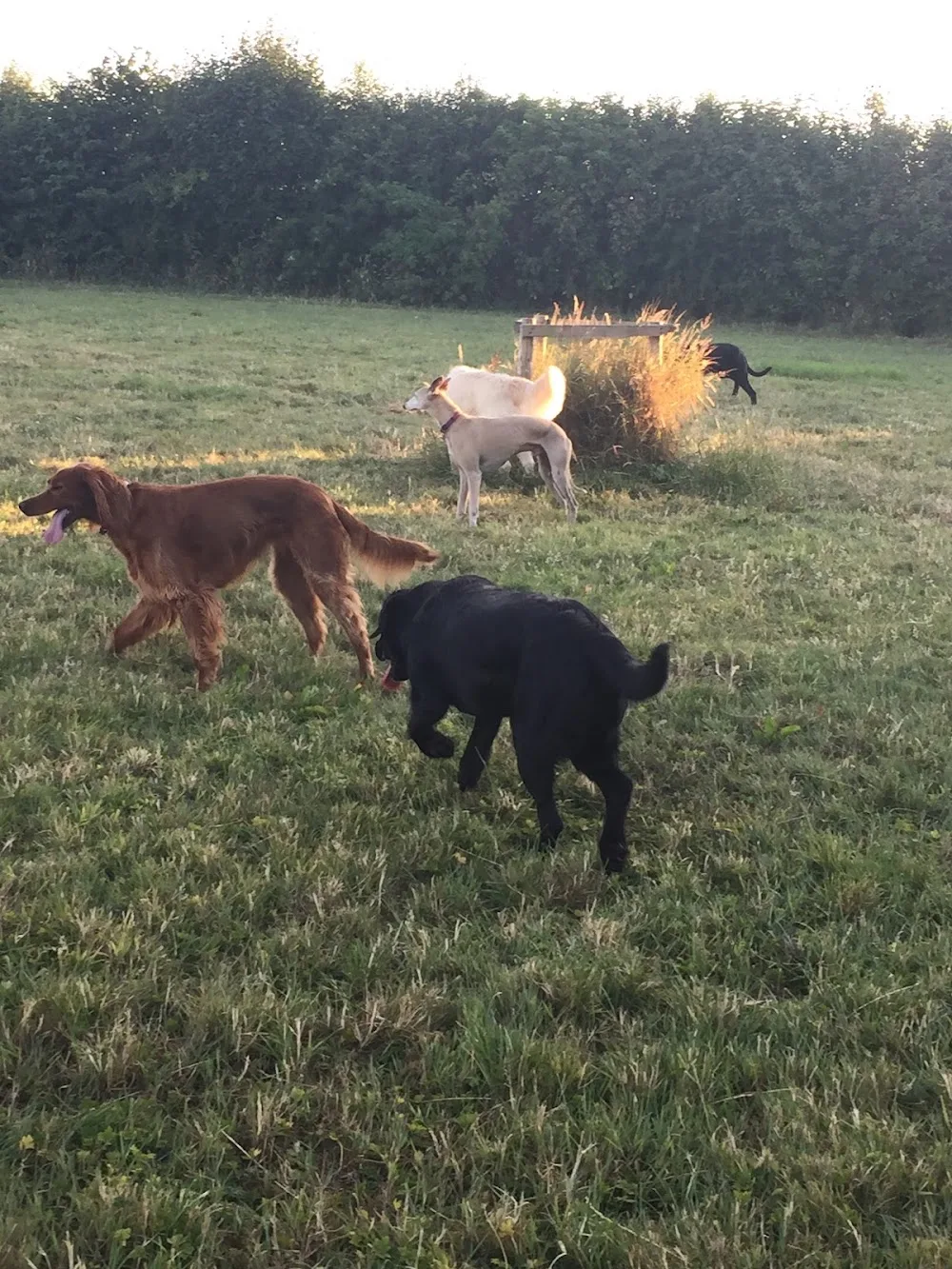 Best Buddies Boarding Kennels - Bandon pet otel görseli 6