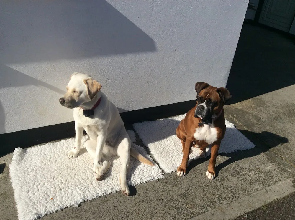 Clonakilty Kennels & Cattery - Bandon pet otel görseli 6
