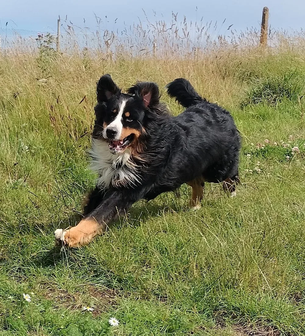Mutlins Boarding Kennels - Bandon pet otel görseli 3