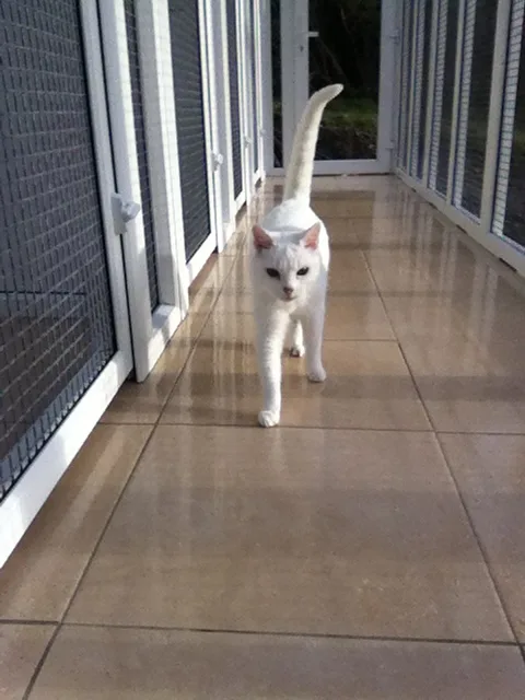Truffle Lodge Kitty Care, Kinsale - Bandon pet otel görseli 6