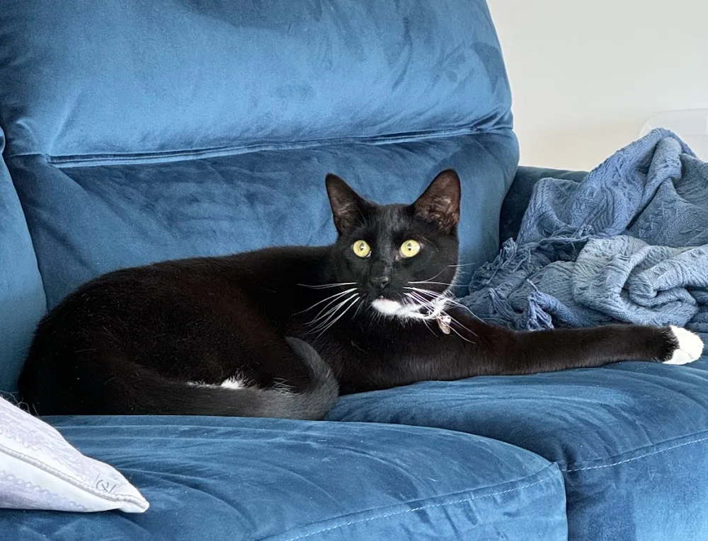 Wags and Tails & Purfect Cattery - Bandon pet otel