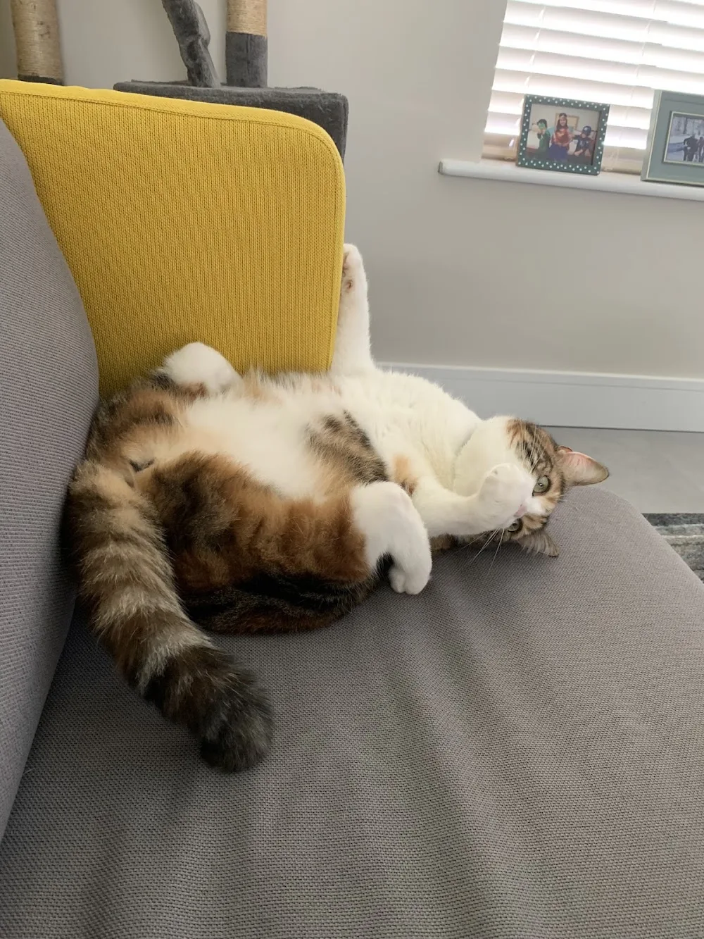 Wags and Tails & Purfect Cattery - Bandon pet otel görseli 3