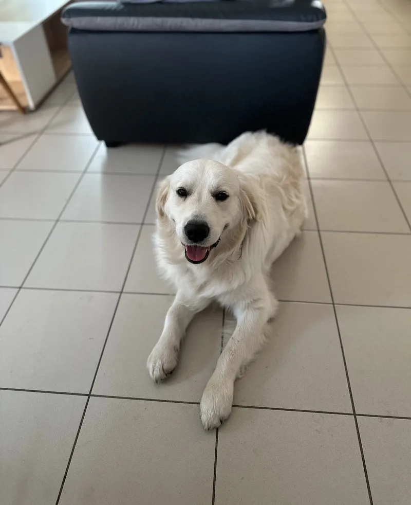 Doggy's Cool - Education canine, Pension et Pet sitting - Bannes pet otel görseli 3