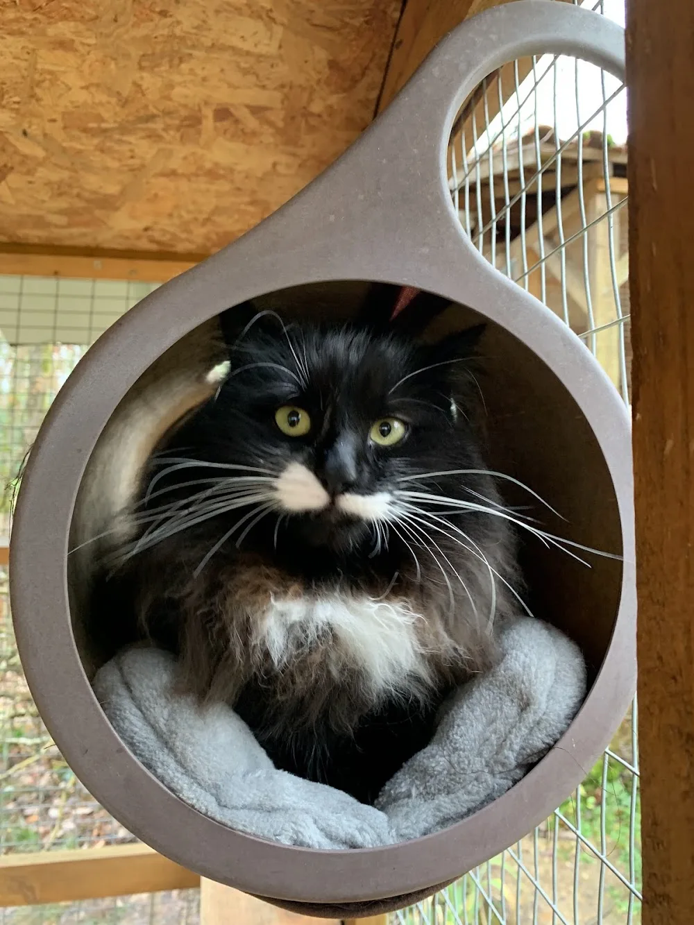 La Chat Bane - Bannes pet otel