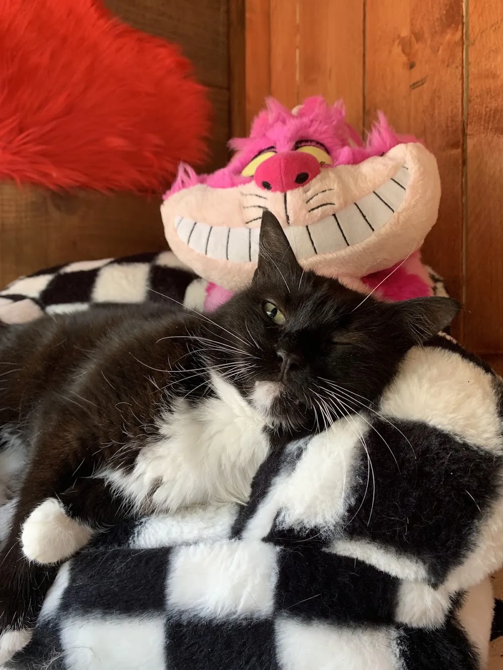La Chat Bane - Bannes pet otel görseli 3