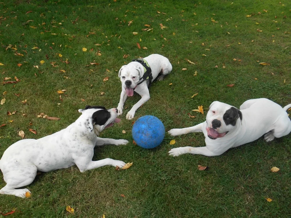 pension canine chez Nathalie garde de chien - Bannes pet otel görseli 5