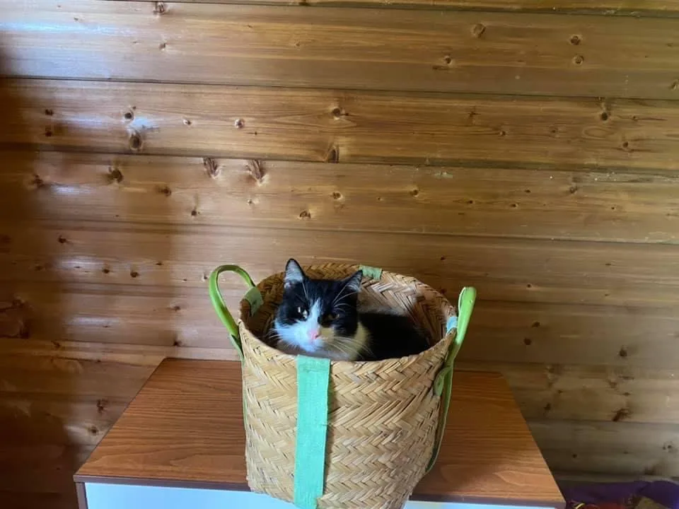 Pension canine et féline du domaine de la Bourdillerie - Bannes pet otel görseli 3