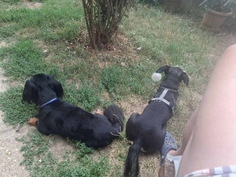 Dog-OK Kutyapanziò Komló - Baranya pet otel