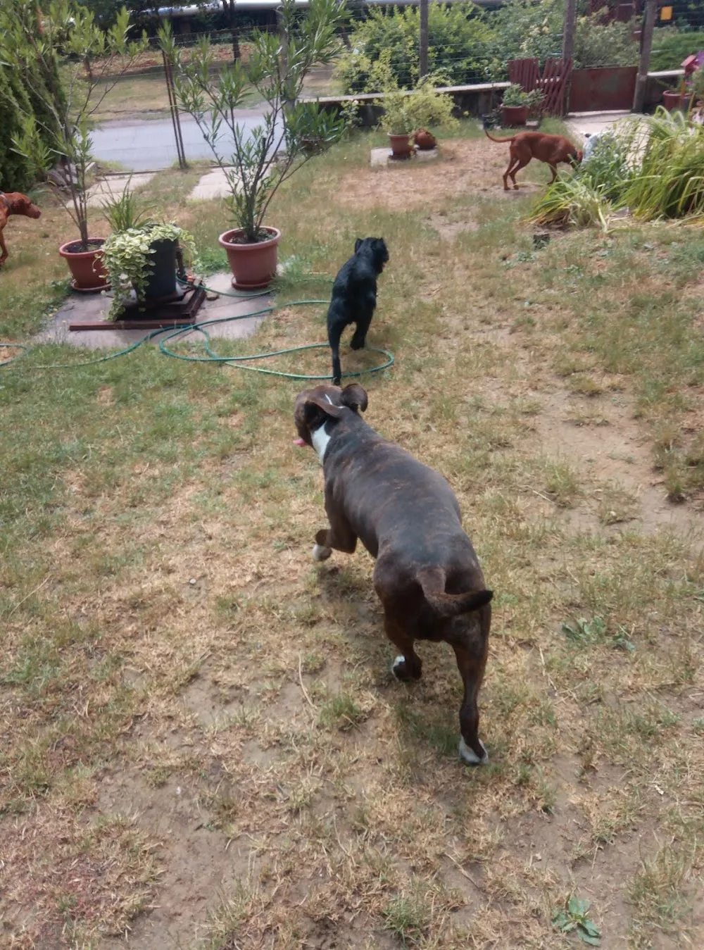 Dog-OK Kutyapanziò Komló - Baranya pet otel görseli 7