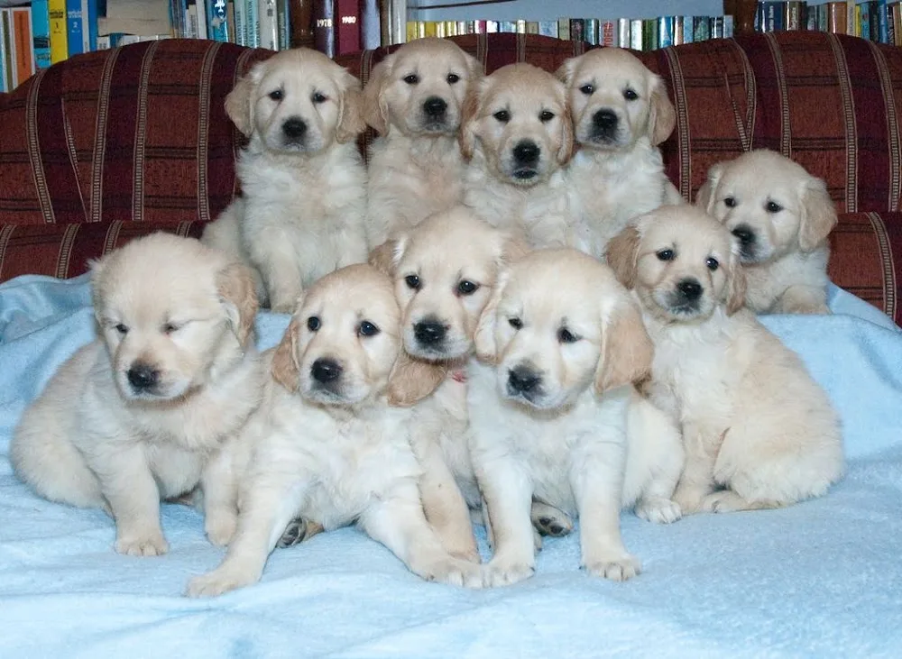Kéty-falvi kennel - Baranya pet otel görseli 6