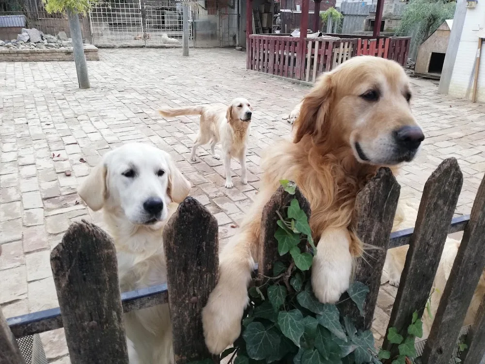 Kéty-falvi kennel - Baranya pet otel görseli 7