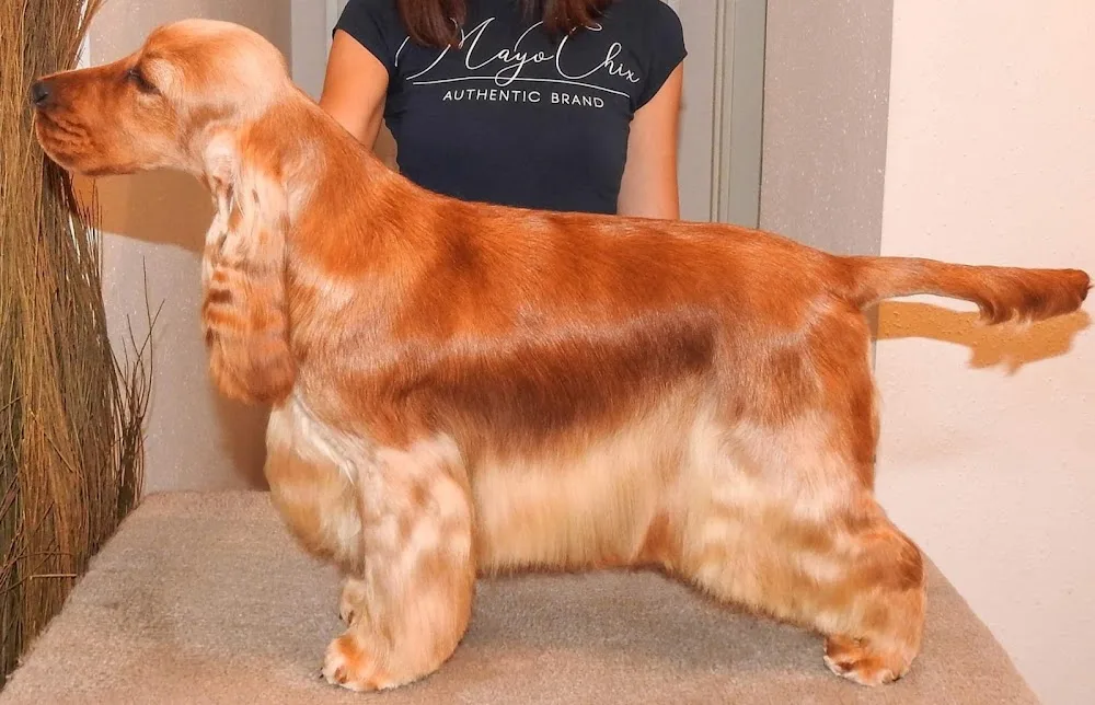 Kori & Tanki Cockers Kennel - Baranya pet otel görseli 6