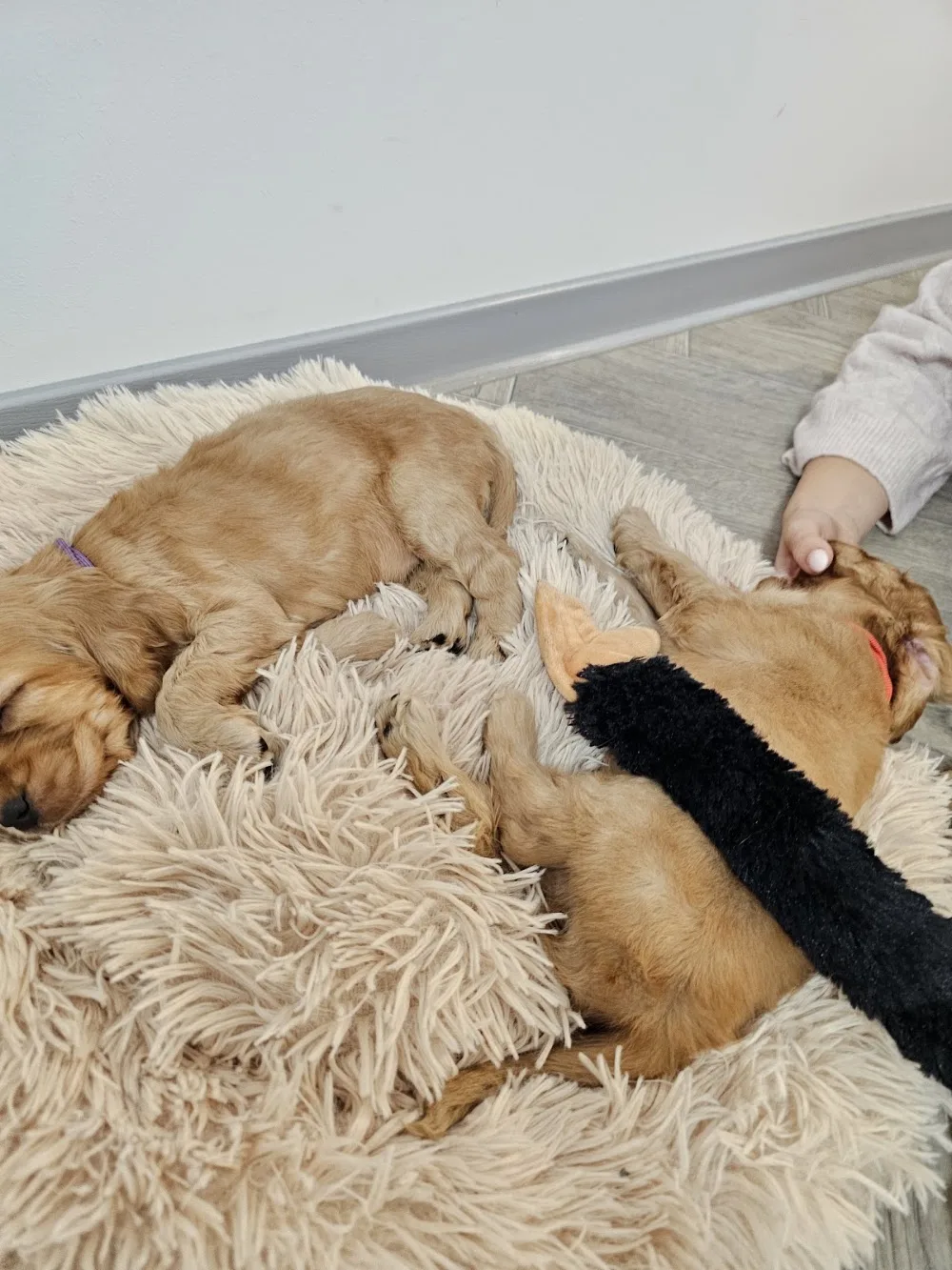 Kori & Tanki Cockers Kennel - Baranya pet otel görseli 11