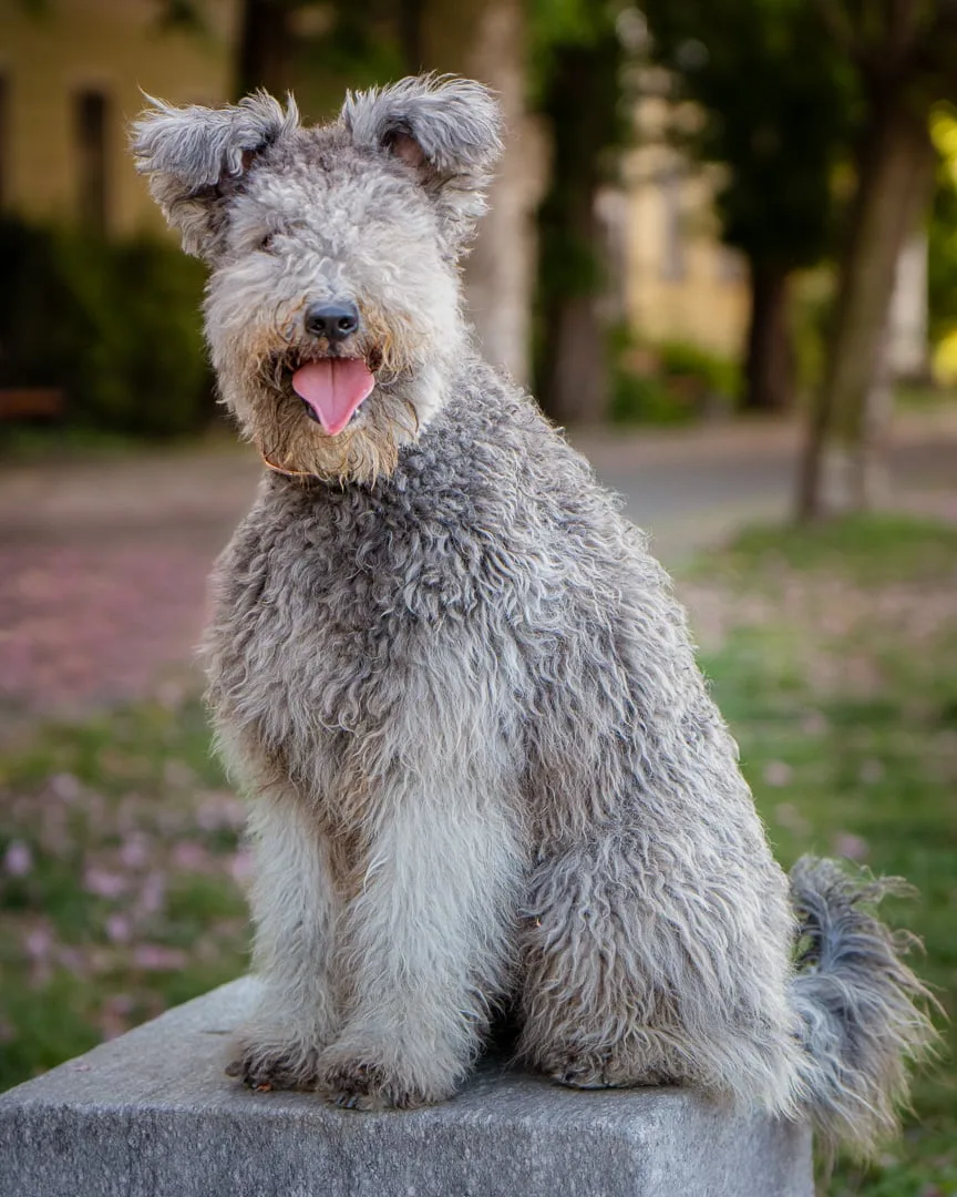 Le Petit Lapin Pumi kennel - Baranya pet otel