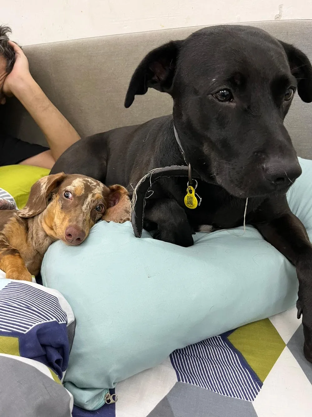 Barcelona Dog Care - Barcelona pet otel görseli 3