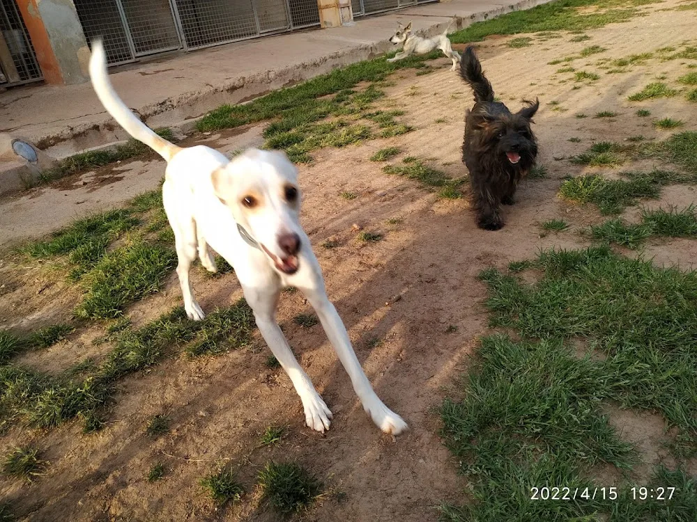 CAN BAGES RESIDENCIA CANINA - Barcelona pet otel görseli 3