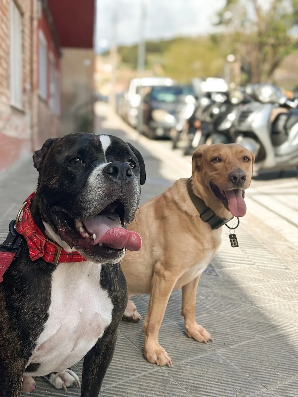 Can Bichos-Educación y cuidado canino - Barcelona pet otel görseli 3