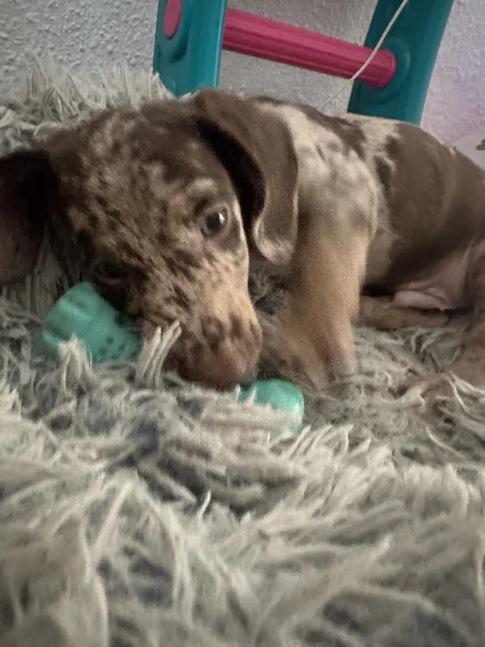 Charly Guardería Canina - Barcelona pet otel
