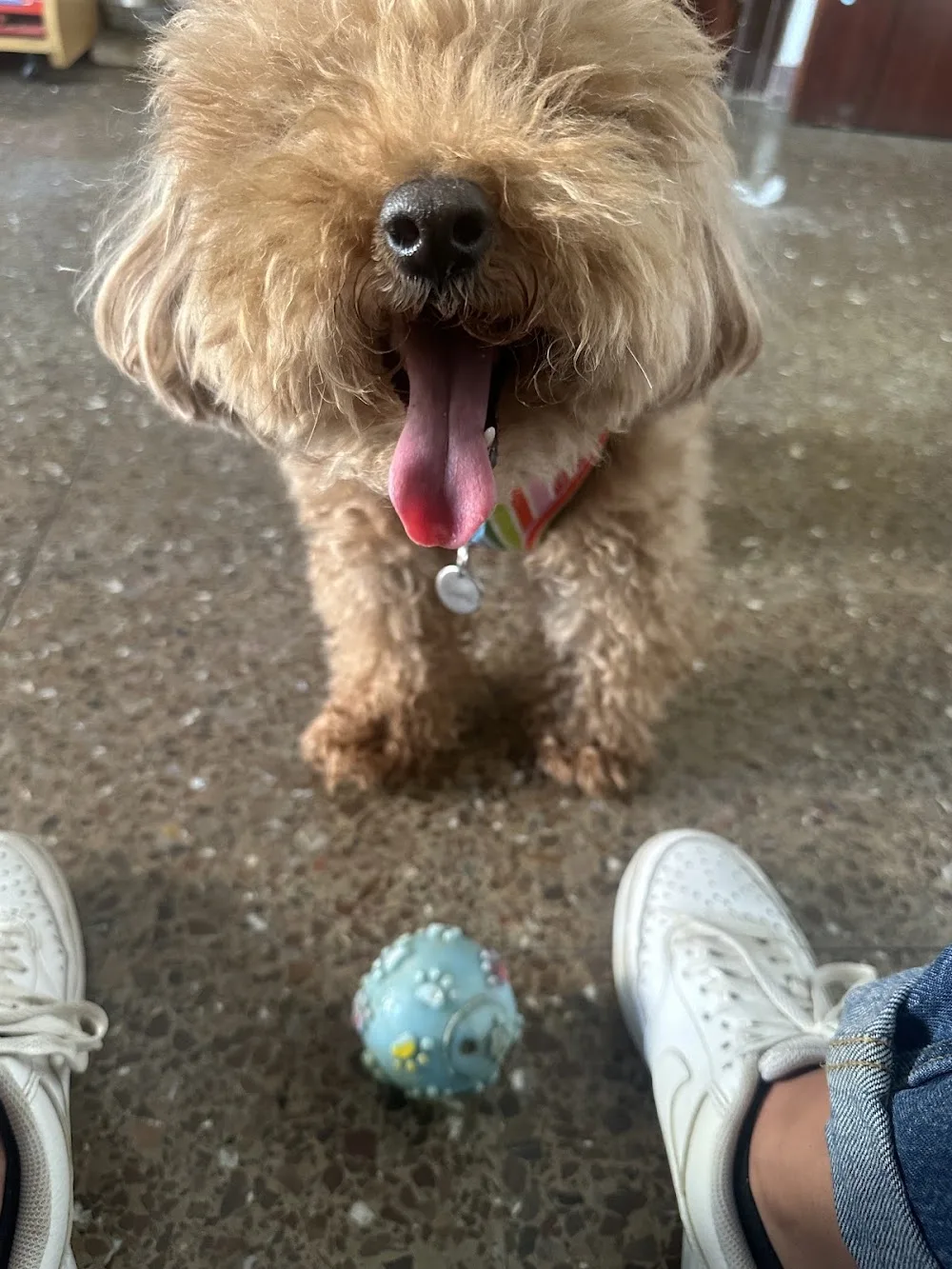 Charly Guardería Canina - Barcelona pet otel görseli 3