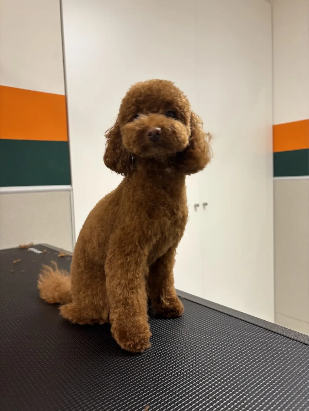 Dogterra - Barcelona pet otel görseli 3