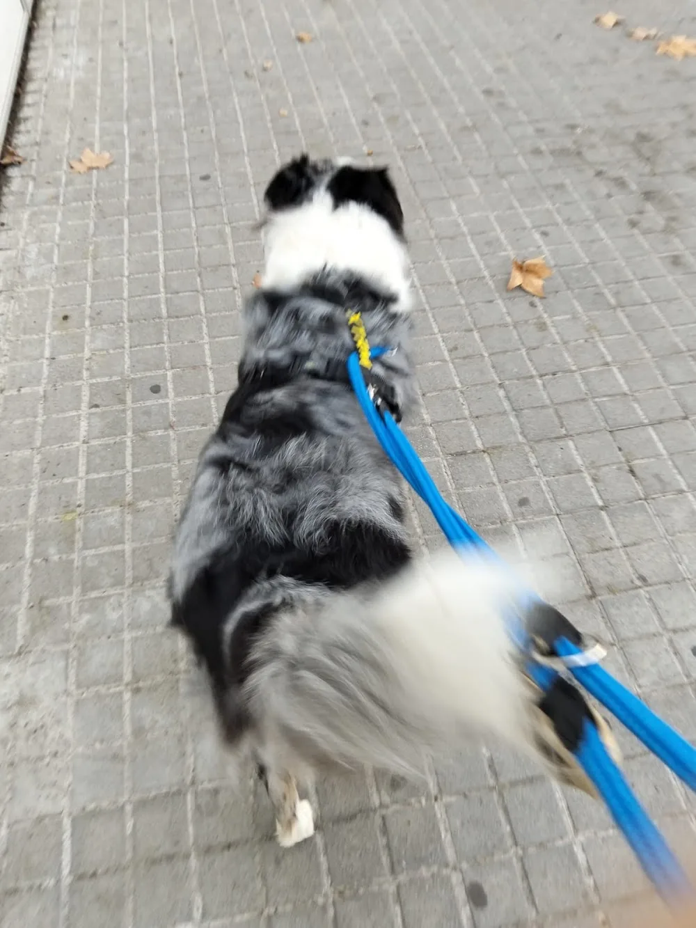 Guarderia canina Vidaperrabarcelona - Barcelona pet otel