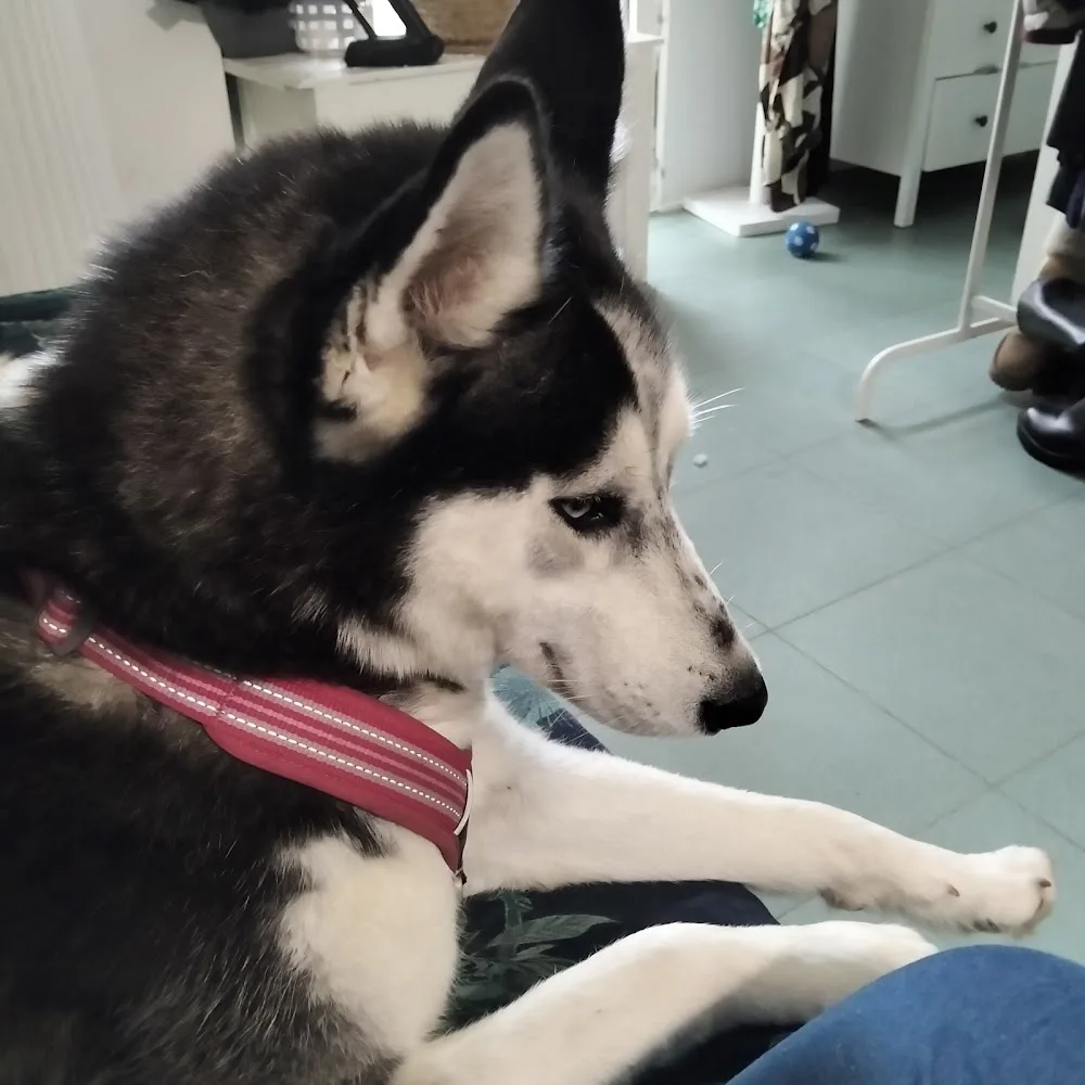 Guarderia canina Vidaperrabarcelona - Barcelona pet otel görseli 3