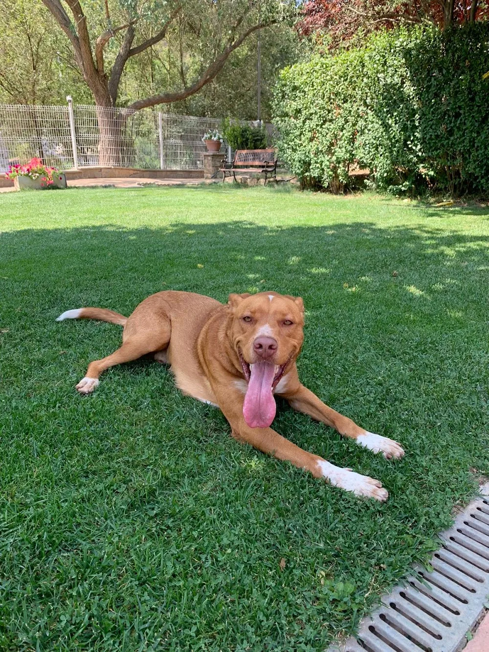 La Masia / Centro canino La Masia - Barcelona pet otel görseli 3
