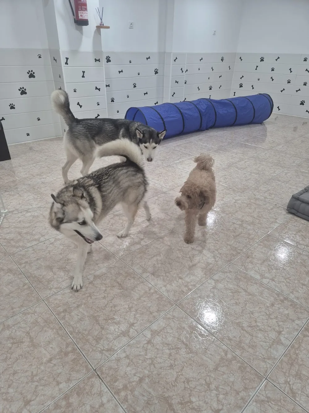 Llar Canina - Barcelona pet otel görseli 3